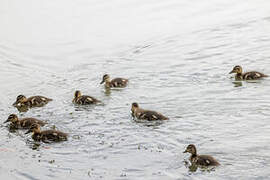 Canard colvert