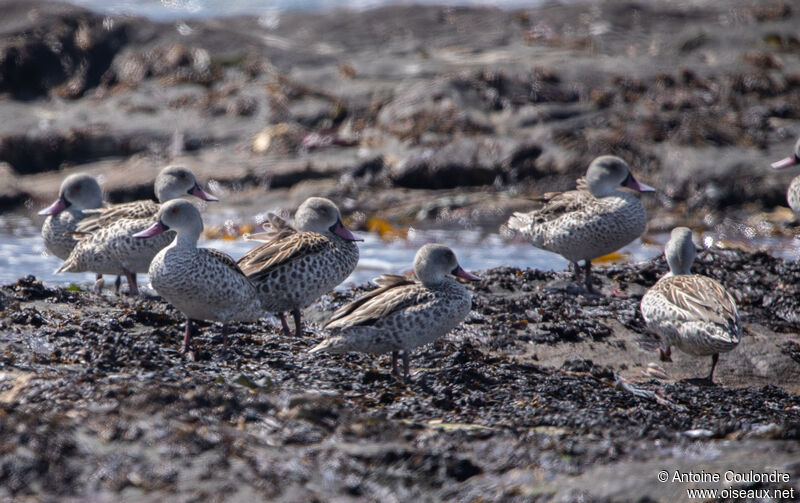 Cape Teal