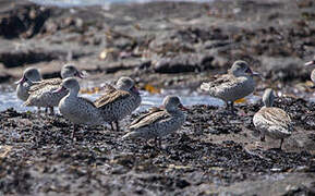 Cape Teal