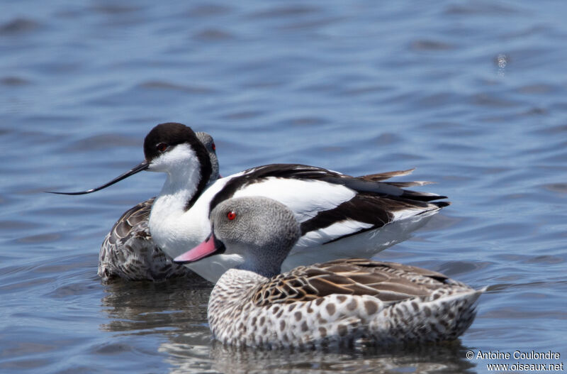 Canard du Capadulte