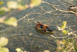 Mandarin Duck