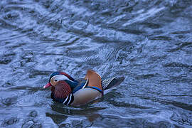 Mandarin Duck