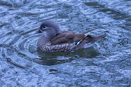 Mandarin Duck