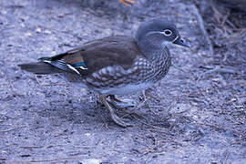 Mandarin Duck