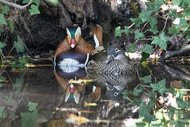 Mandarin Duck