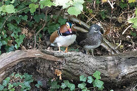 Mandarin Duck