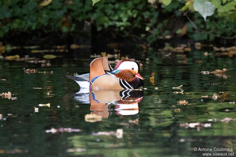 Mandarin Duck male adult breeding