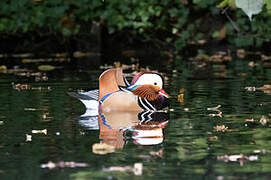 Mandarin Duck