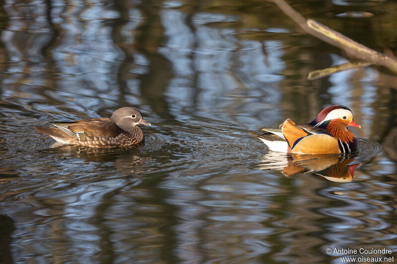 Canard mandarinadulte