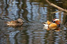 Canard mandarin