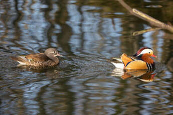 Canard mandarin