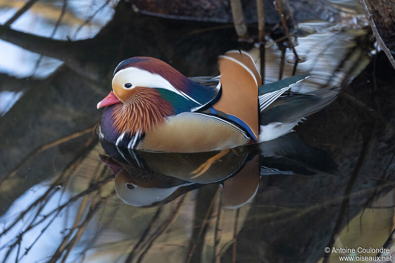 Canard mandarin mâle adulte