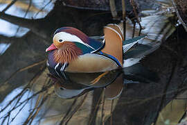 Mandarin Duck