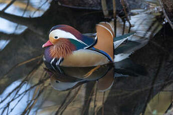 Canard mandarin