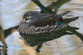 Mandarin Duck