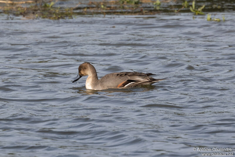 Northern Pintail male adult