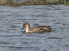 Canard pilet