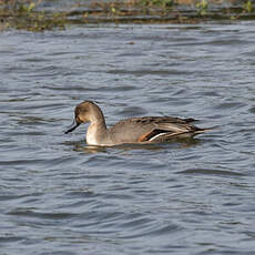 Canard pilet