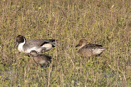 Canard pilet