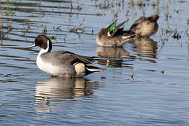 Canard pilet