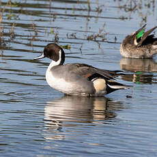 Canard pilet