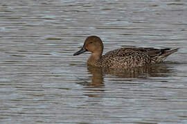 Canard pilet