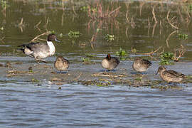 Canard pilet