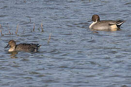 Canard pilet