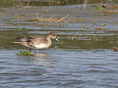 Canard pilet