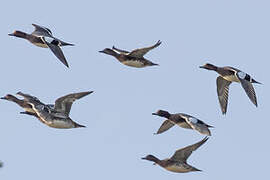 Northern Pintail