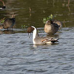 Canard pilet