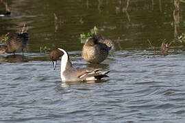 Canard pilet