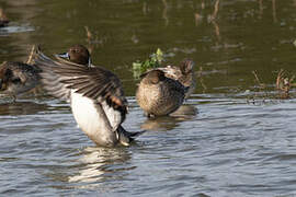 Canard pilet