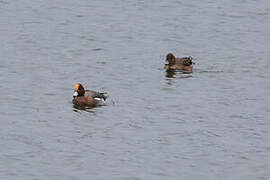 Canard siffleur