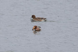 Canard siffleur