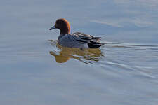 Canard siffleur