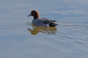 Canard siffleur