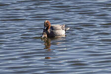 Canard siffleur