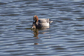 Eurasian Wigeon