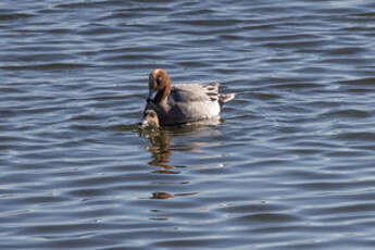 Canard siffleur