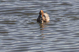 Canard siffleur