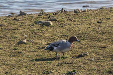 Canard siffleur