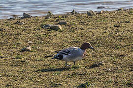 Eurasian Wigeon