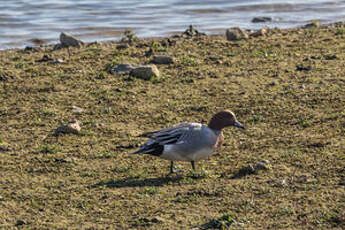 Canard siffleur