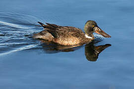 Canard souchet