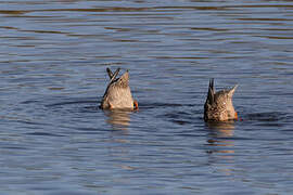 Canard souchet