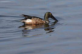 Canard souchet