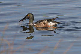 Canard souchet