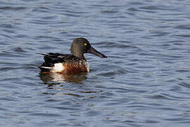 Canard souchet