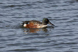 Canard souchet